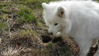 Best funny Animal Samojede dog is digging a whole