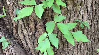 How to ID Poison Ivy