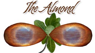 The Almond