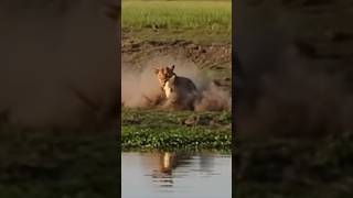 Lion Catches BABY CROCODILE