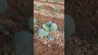 cauliflower farming #shorts #timelapse #farming