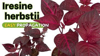 Iresine herbstii (bloodleaf plant) - 2 Best ways to Propagate