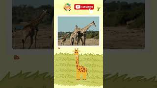 Exploring the World of Animals : Tallest Animals #shorts #animalsfortoddlers #giraffe