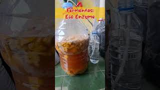 Proses Fermentasi Eco Enzyme