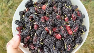 How to Make Mulberry Jam