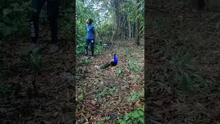 My Village peacock 🦚 catching #shorts_ #animals #wildlife #reels