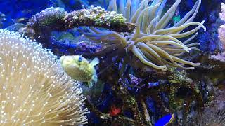 Long spined porcupine pufferfish