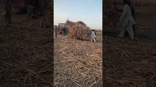 Staring Riksha #shorts #punjab #pakistan