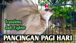 trucukan gacor EMOSI ROPEL PANJANG pancingan trucukan agar bunyi JADIKAN burung trucukan gacor NYAUT