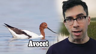 Is an Avocet the same as a Duck?