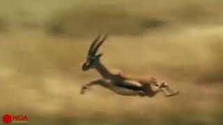 Amazing Hyena Save Impala From Cheetah Hunting