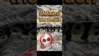 Schlange 🐍 am Strand von Phuket #phuket #thailand #snake