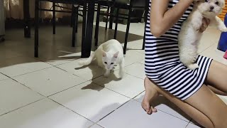 DOG PUPPY SHIH TZU SNOWBEAR WANT TO PLAY WITH CAT MILKY BUT DIDNT EXPECT THIS😹🐶SUPER CUTE😍DOG VS CAT