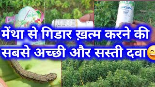 मेंथे की खेती | किसान भाई इस दवाई का Use करके जरुर देखे | 👍👍👍👍😃😃😃😃😄😄