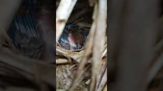 Melihat perkembangan telur burung Tepus pipi perak dari seminggu sekarang udah ada bulunya!!!