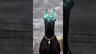 Dobermann edit 🥶 #doberman