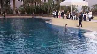 Dolphin Habitat at The Mirage, Las Vegas