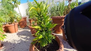 An outdoor Greek grow and getting stoned in Hercules Cave.