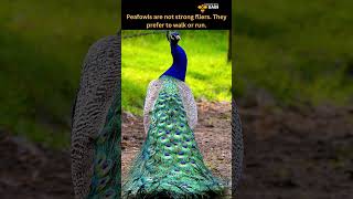 Fun facts about Peacock | Discover with Sabi