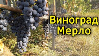 Сорт винограду Мерло на Житомирщині. Виноград 2020