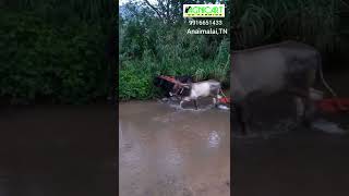 kangayam bull calf training