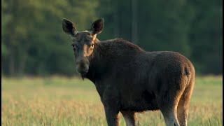 GAWĘDY KŁOSOWSKIEGO ODC 2