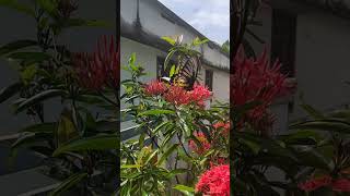 #butterfly #nature #love #travel #shorts #viral #viralvideo