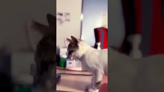 Funny Cat part 1