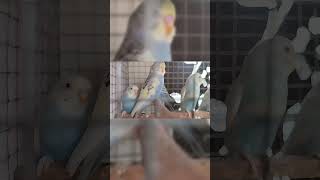 # beautiful budgies babies 🥰 #1millionviews #subscribe