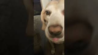 Dog ASMR #shorts