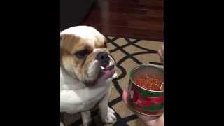 Boris the Bulldog's Favorite Treat is Red Caviar