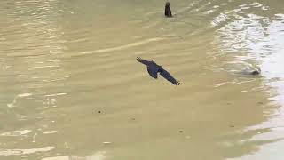 Groups of otters at Paya Lebar Way