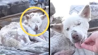 This Homeless Dog Living In A Trash Pile Gets Rescued, Then Does Something Amazing