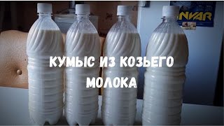 Кумыс из козьего молока | Рецепт