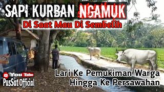 SAPI KURBAN NGAMUK SAAT MAU DI SEMBELIH || DAMKAR & WARGA KEWALAHAN