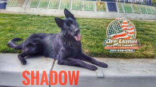 Shadow | 11 Months | GSD | Best Trained Dogs of OR | Portland OffLeash K9 Training