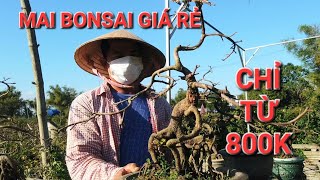 Mai cúc bonsai Bình Định giá rẻ của nhà vườn Thất Liệu (tập 1). LH: 0962663012