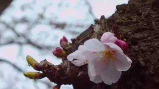 Japanese Flowers Spring 2016 / 花見 2016