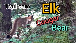 Vancouver Island trail cam (Elk, Cougar, Bear)