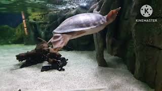 Oceanarium - England - Dorset - Bournemouth  - Aquarium  4K