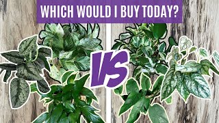 Which Plants I Would Pick Today | Comparing Plants that Look Alike