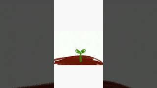 Germination of a seed #germinatingseeds #2danimation #farmers #nature #school #plants #fun