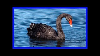 Bold calls and black swans: how 2018 may surprise you