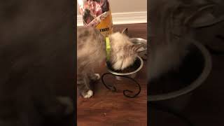 Feeding the Kitteh