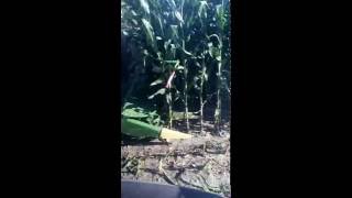 Krone Easy Collect Slow Motion