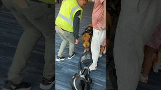 Sniffing Out Trouble: K-9s on Carnival Cruise Drug Patrol! #carnivalcruise #cruiselife #k9