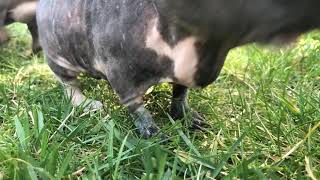 Guinea pigs in garden ASMR / Świnki morskie na ogrodzie ASMR