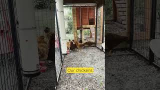 Chickens