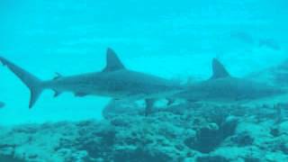 Shark Puppies as Palancar Caves