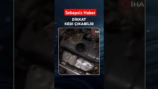 Araba Bagajından Yavru Kediler Çıktı#haberler #haber #gündem #türkiye #sondakika